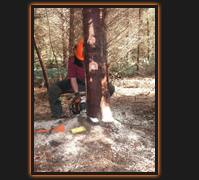 Maintain chainsaw tree felling